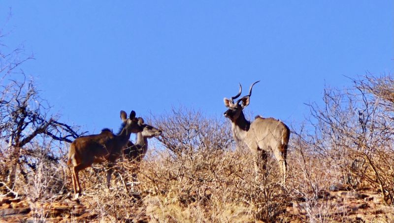 Ancient Kalahari